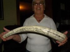 Scrimshaw resin replica for sale  Rising Fawn