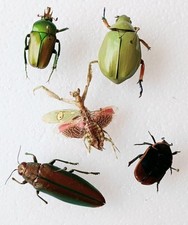 Insect beetle collection for sale  SLEAFORD