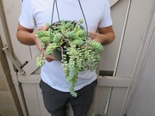 Donkey tail succulent for sale  Garden Grove