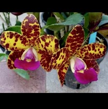cattleya orchid for sale cattleya orchid for sale NOTTINGHAM
