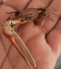 Curiosité taxidermie crabe d'occasion  Montpellier-
