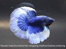 Tailandia Pez Betta Vivo Mascota Elegante Mariposa Azul HM Hombre Calidad Cartel Niño segunda mano  Embacar hacia Mexico