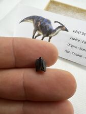 Nice hadrosaur tooth d'occasion  France
