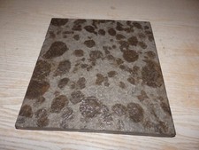Ammoniten fossilien holzmaden gebraucht kaufen  Schorndorf