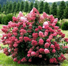 Hortensie diamant rouge gebraucht kaufen  Templin