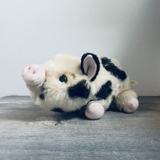 Pot bellied piglet for sale  Altoona