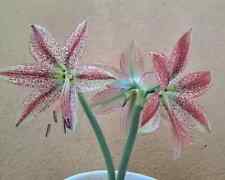Hippeastrum sumatra pardinum usato  Bagnoregio