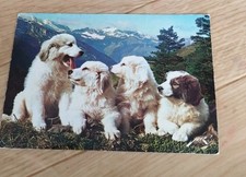 Animals dog. dogs d'occasion  Expédié en Belgium