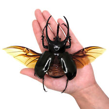 Chalcosoma atlas wings for sale  Sahuarita
