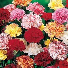 Carnation hardy border for sale  BELLSHILL