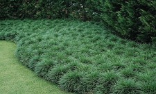 Phiopogon japonicus japangarte gebraucht kaufen  Goch