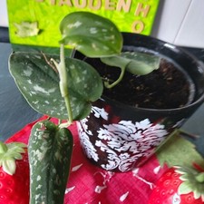 Scindapsus pictus efeutute gebraucht kaufen  Bückeburg