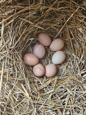 Oeufs fécondés poules d'occasion  Breuillet
