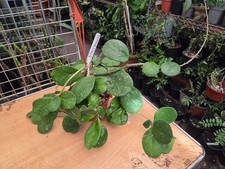 Hoya obovata splash for sale  WEMBLEY