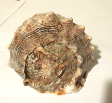 Meeresschnecke cassis cornuta gebraucht kaufen  Pfreimd