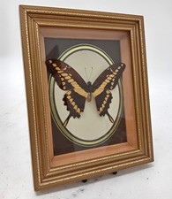 Exotic butterflies leicestersh for sale  RUGBY