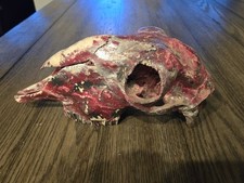 Rare painted dyed for sale  Melissa