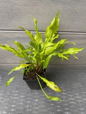 Funkie hosta friends gebraucht kaufen  Metzingen