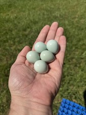 Rare celadon coturnix for sale  Leesburg
