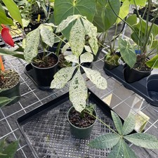 Pachira aquatica money for sale  USA