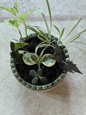 house plant rubber plant for sale house plant rubber plant for sale Memphis