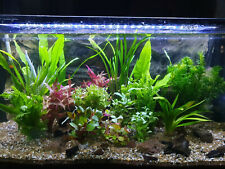 Aquarium pflanzen set gebraucht kaufen  Seebad Bansin