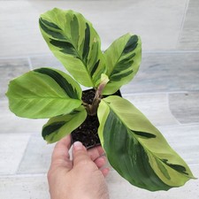 Calathea yellow fusion for sale  Reseda