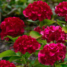 Hydrangea paniculata wims for sale  UK