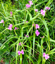 Pink spiderwort tradescantia for sale  Brooks
