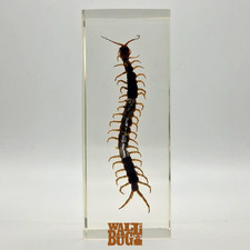 Giant centipede insect for sale Giant centipede insect for sale  LONDON