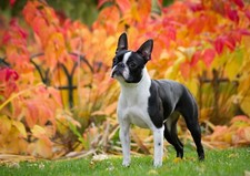 Pretty boston terrier for sale  SELBY