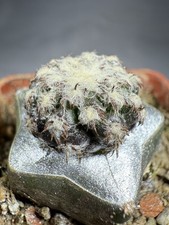 Discocactus horstii usato  Spedire a Italy