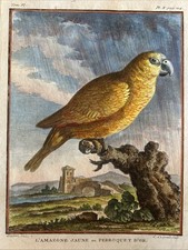 Parrots amazone jaune usato  Roma
