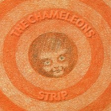 Chameleons strip chameleons for sale  UK