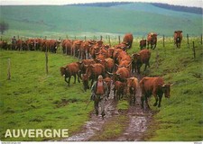 Animaux vaches auvergne d'occasion  Fruges
