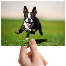 Playing boston terrier for sale  SELBY