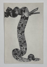 Boa constrictor chicago for sale  Tampa