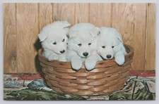 Cute white shephard for sale  Fort Wayne