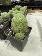 5cm cactus live for sale  BIRMINGHAM