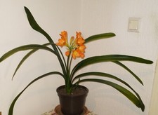 Clivia gebraucht kaufen  Köln