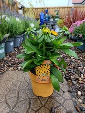 Hardy perennial flower for sale  LARGS