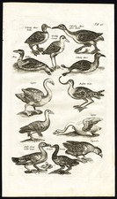 Estampa antiga-SWAN-CYGNUS-AVOCET-WILD GOOSE-BRANT-BRENT-DUCK-Jonston-Merian-1657 comprar usado Estampa antiga-SWAN-CYGNUS-AVOCET-WILD GOOSE-BRANT-BRENT-DUCK-Jonston-Merian-1657 comprar usado  Enviando para Brazil