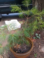 pine white trees for sale  Fairview