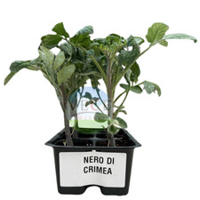 Piantine pomodoro tondo usato  Valva