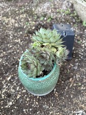 House plant hens for sale  Crosby