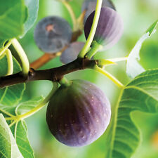 Fig tree brown for sale  PETERBOROUGH