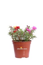 Pianta portulaca diverse usato  Santeramo in Colle