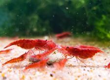 Red cherry shrimp for sale  Rusk
