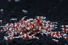 Crs crystal red for sale  Brooklyn