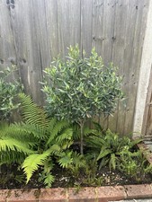 Olive trees sale for sale  LONDON